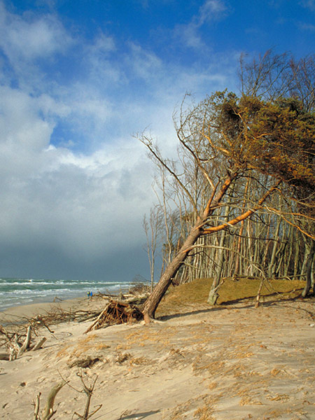 Weststrand der Halbinsel Darß - weiter zu Aktuelles ...