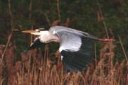 Graureiher - Flug am Prerow-Strom