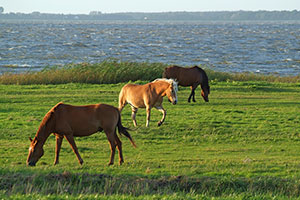 Pferde am Barther Bodden