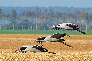 Kranichfamilie im Landeanflug