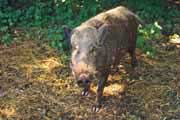 Wildschwein