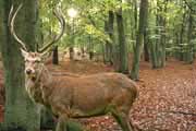 Rothirsch im Darßwald