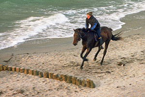 Galoppritt am Strand - Bild vergrößern ...