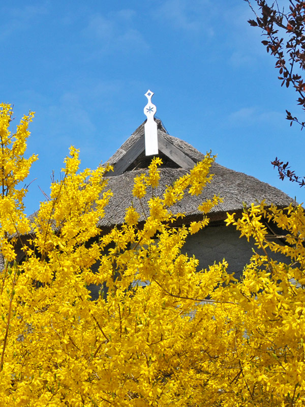 Fr&uuml;hling in Ahrenshoop - zu Aktuelles ...